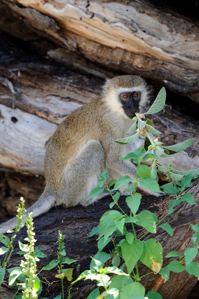 Vervet aap — Stockfoto