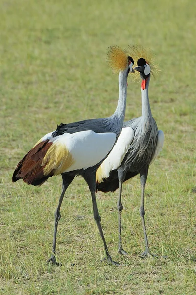 Grúa coronada — Foto de Stock