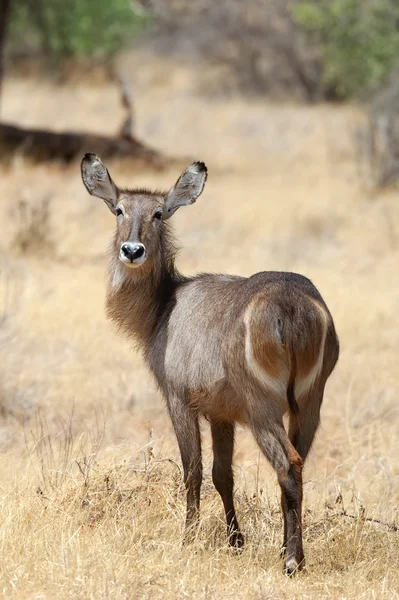 Waterbuck — Foto Stock