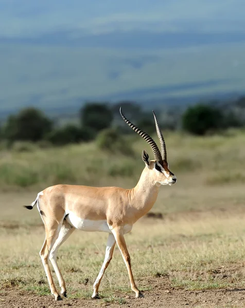 Thomson's gazelle — Stock Photo, Image