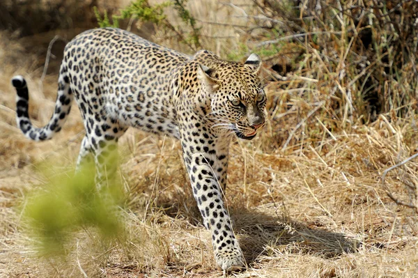 Leopardo — Foto Stock