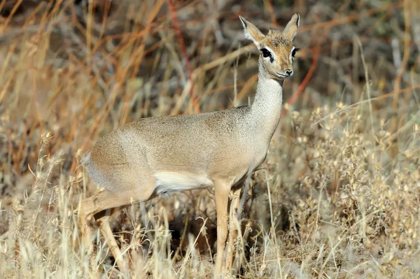 Dik-dik — Zdjęcie stockowe