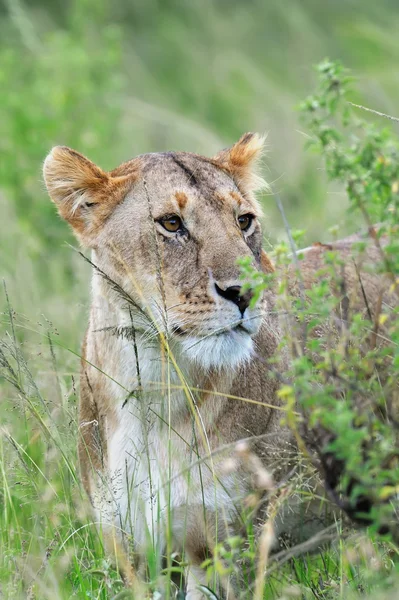 Lion — Stock Photo, Image