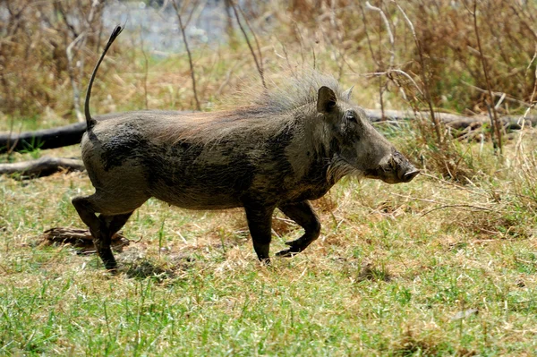 Warzenschwein — Stockfoto