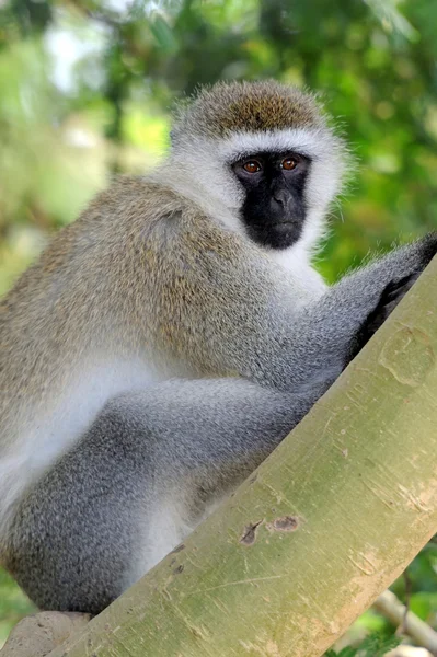 Vervet maymunu — Stok fotoğraf