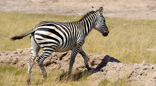 Zebra — Stockfoto