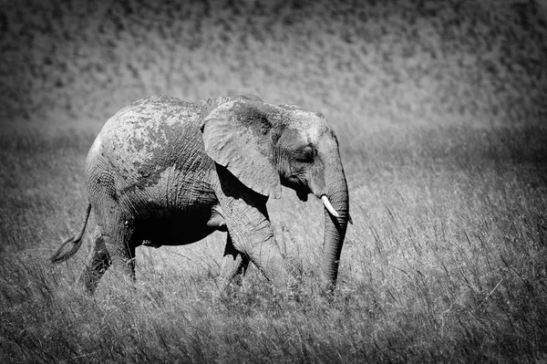 Olifant — Stockfoto