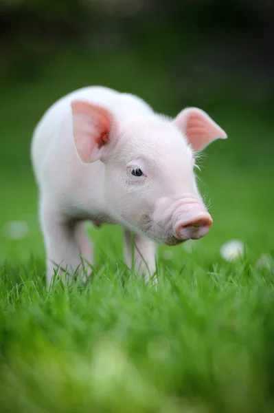 Jeune cochon sur une herbe verte — Photo