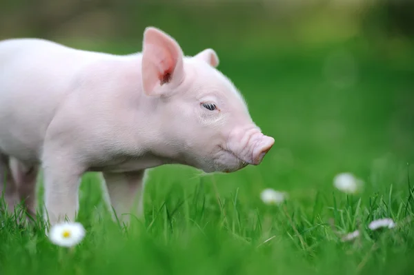 Jeune cochon sur une herbe verte — Photo