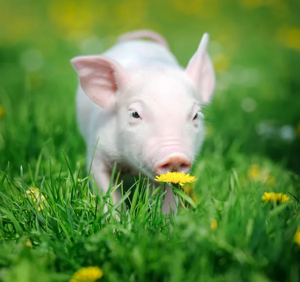 Jeune cochon sur une herbe verte — Photo