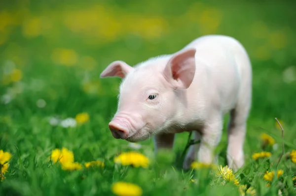 Young pig on a green grass — Stock Photo, Image