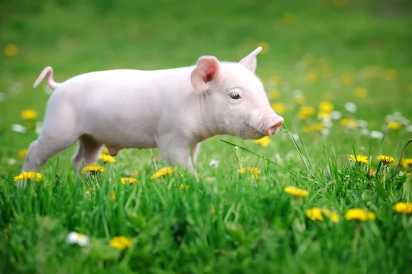 Porco jovem em uma grama verde — Fotografia de Stock