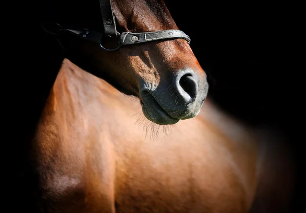 Horse — Stock Photo, Image