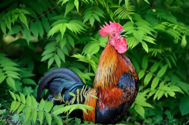 Beautiful Rooster on nature background clipart