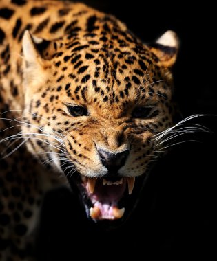 leopar