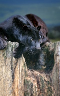 siyah leopar
