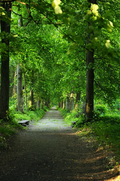 Camino panorámico a través del bosque verde —  Fotos de Stock