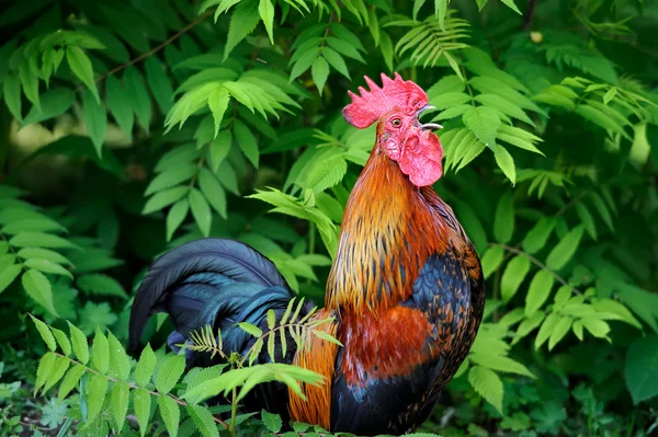 doğa arka plan üzerinde güzel horoz