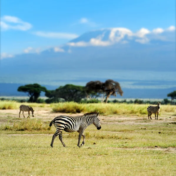 Zebran — Stockfoto