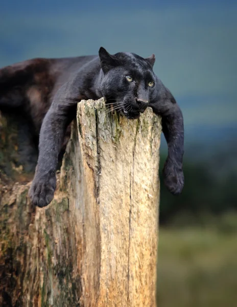 Leopardo nero — Foto Stock