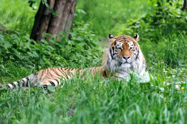 Amur-Tiger — Stockfoto