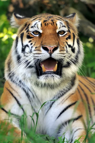 Tiger — Stockfoto