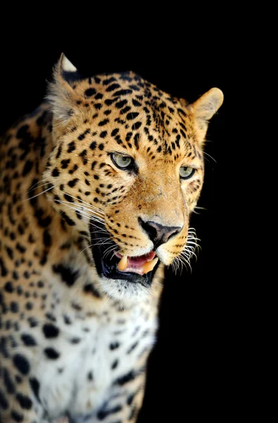 Leopard — Stockfoto