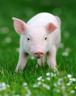 Young pig in grass clipart