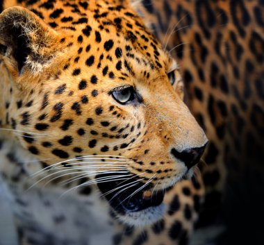 leopar