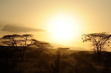 Günbatımı ile Afrika savana ağaçlar