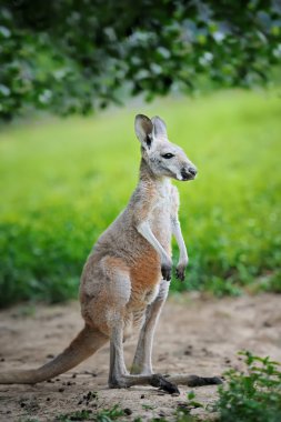 kanguru