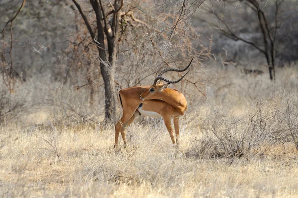 Impala. — Fotografia de Stock