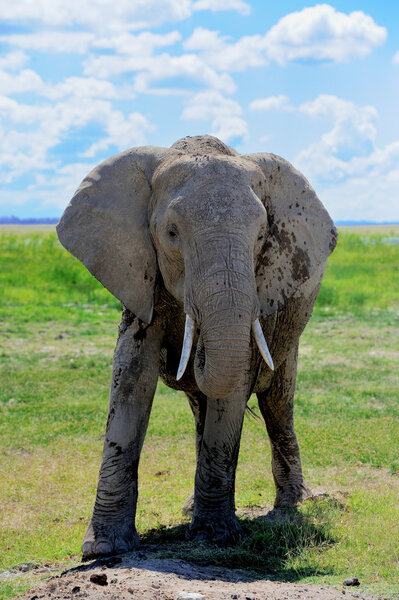 Elephant in the wild - national park Kenya