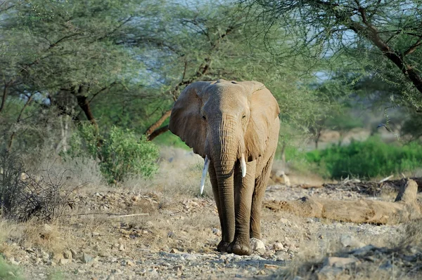 Elefant – stockfoto