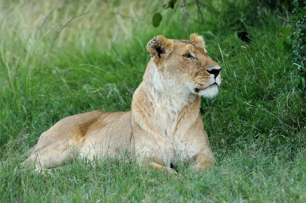 Löwe — Stockfoto