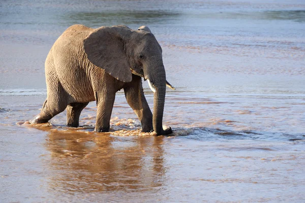 Elephant — Stock Photo, Image