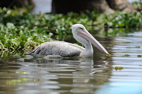 Pelican — Stock Photo, Image