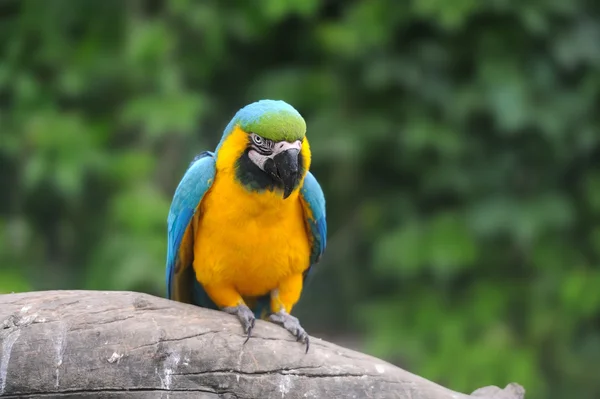 Pájaro loro (Guacamayo severo ) — Foto de Stock