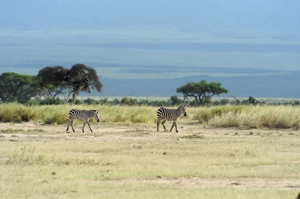 Zebra — Stock Photo, Image