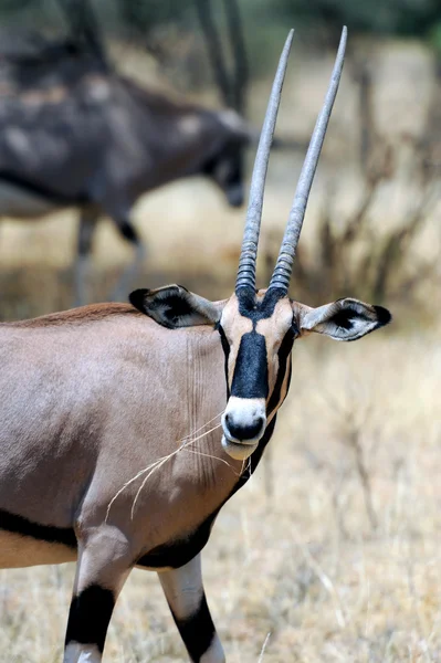 Gemsbok. — Foto de Stock