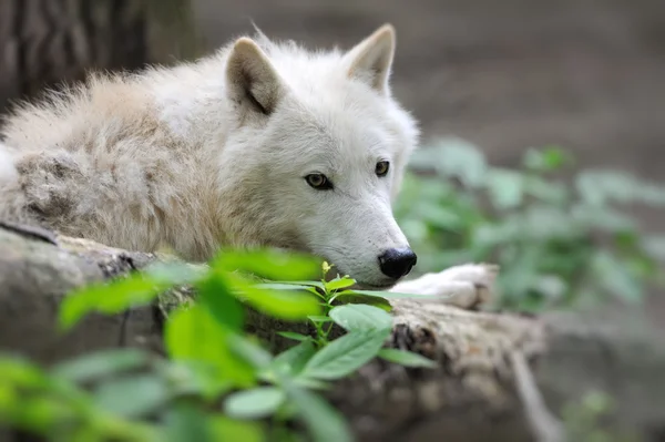 Arctik λύκος — Φωτογραφία Αρχείου
