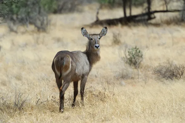 Waterbuck — Stok fotoğraf