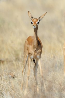 Gerenuk 