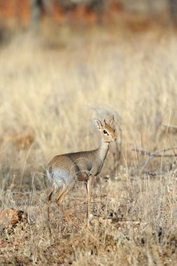 dikdik