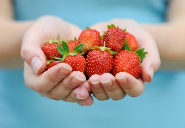 Hands holding fresh strawberries