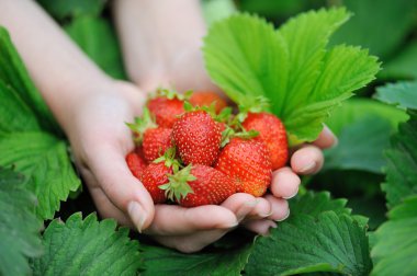 Hands holding fresh strawberries