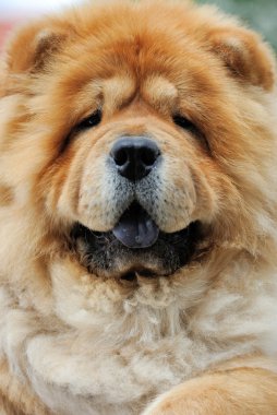 Köpek chow chow
