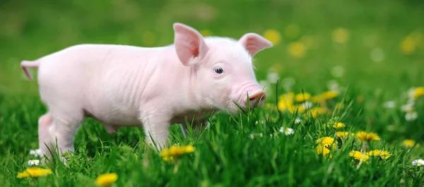 Jeune porc dans l'herbe — Photo