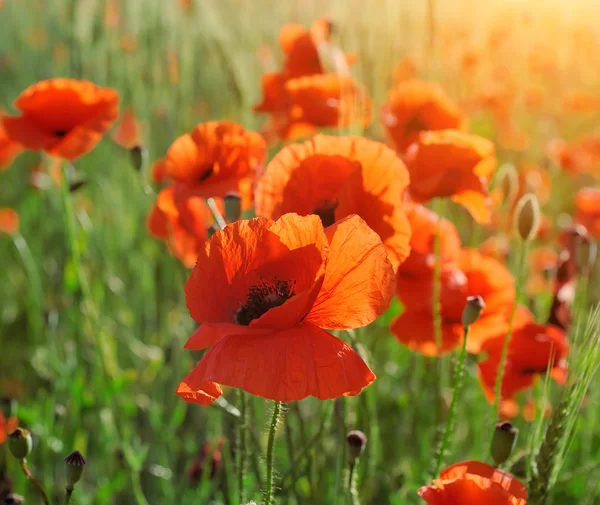 Fiore di papavero selvatico — Foto Stock