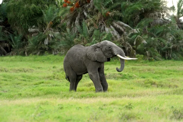 Elefant — Stockfoto